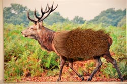 deer coat